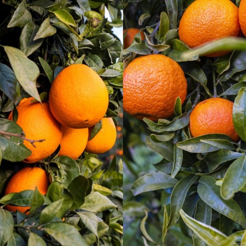 Caja mixta 15 Kg. Naranjas + Mandarinas