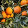 Caixa mixta 15 Kg. Taronges + Mandarines