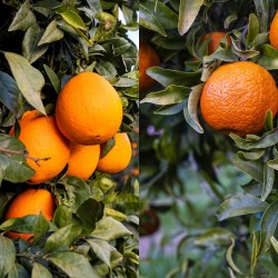 Caja mixta 10 Kg. Naranjas + Mandarinas