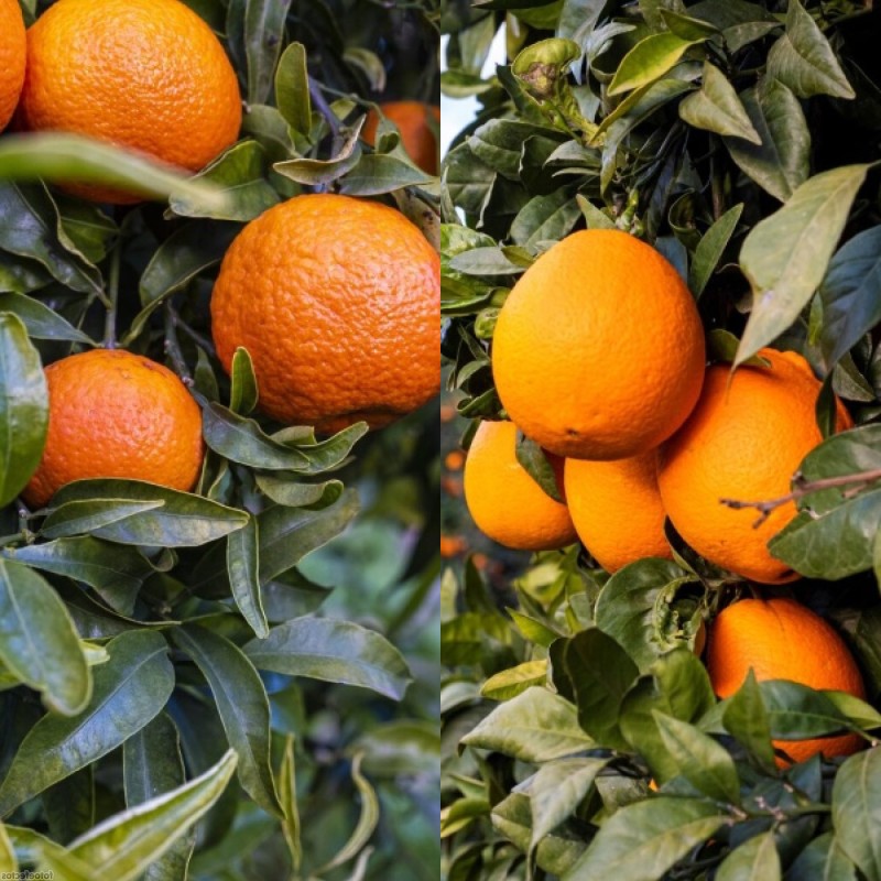 Caixa mixta 15 Kg. Mandarines + Taronges