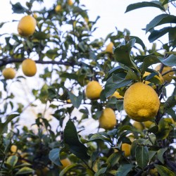 Caja mixta 10 Kg. Naranjas + Limones