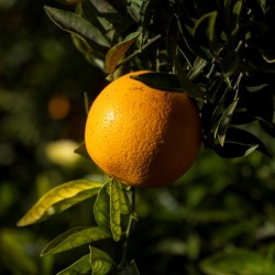 Caja mixta 10 Kg. Naranjas + Limones