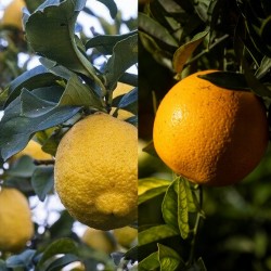 Caja mixta 10 Kg. Naranjas...