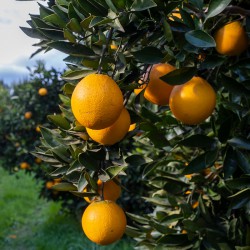 Naranja navel barnfield
