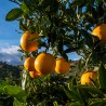 Caja 10 Kg. Naranja navel foyos