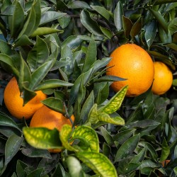 Taronja navel navelate