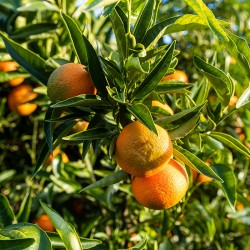 Mandarina hernandina